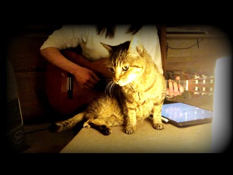 【少年であれ】高橋優　弾き語りカバー　猫とともに