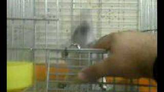 MOV0013A.avi