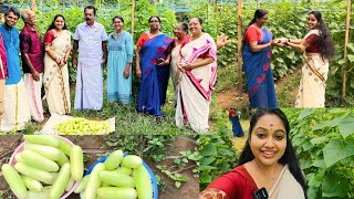 Cucumber 🥒 harvest in my farm | krishi