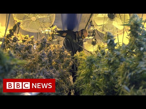 Cannabis enhance: Why Oklahoma is a 'wild wild west' - BBC Data thumbnail