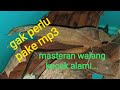 Suara Ampuh Masteran Walang Kecek Gak Perlu Pake Mp3 - Mp4 Download