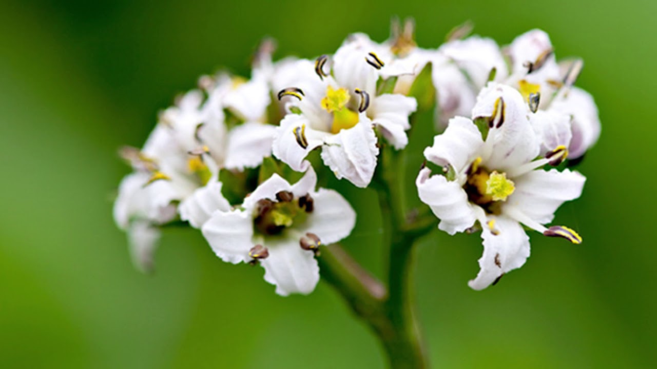 deer cabbage Fauria cristagalli YouTube