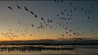 Birdy ASMR: Sunset Sandhill Cranes at Rowe Sanctuary