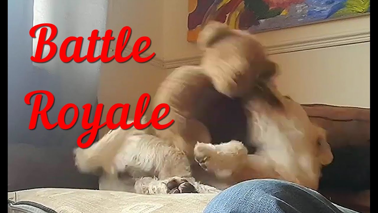 He could have been a Contender - YouTube