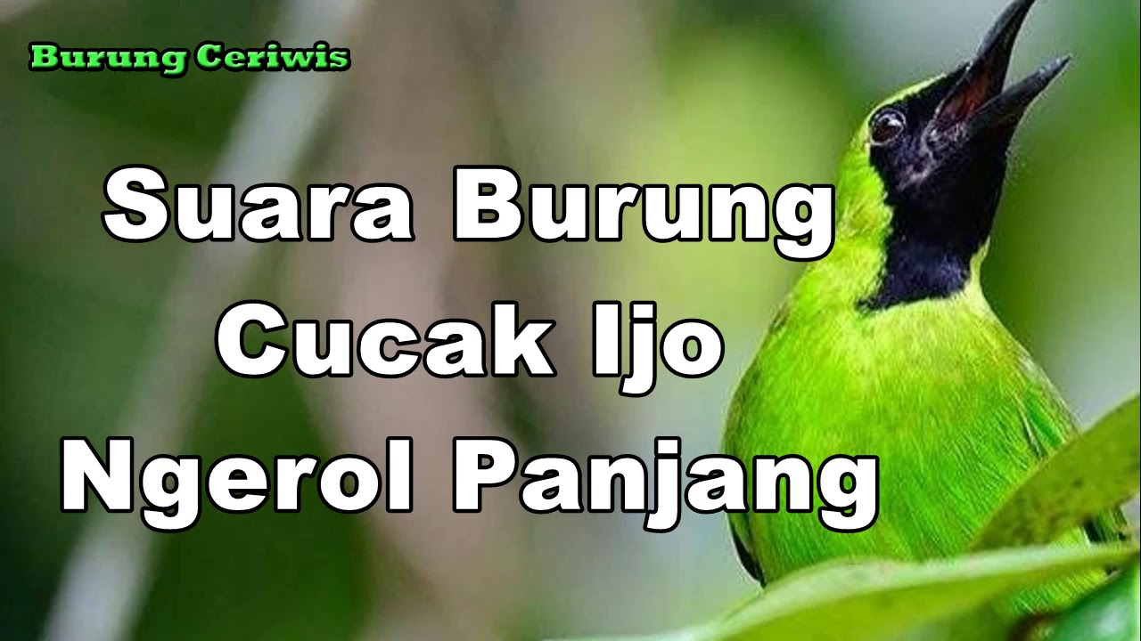 Suara Kicauan Burung Cucak Ijo Ngerol Panjang Terbaik Untuk