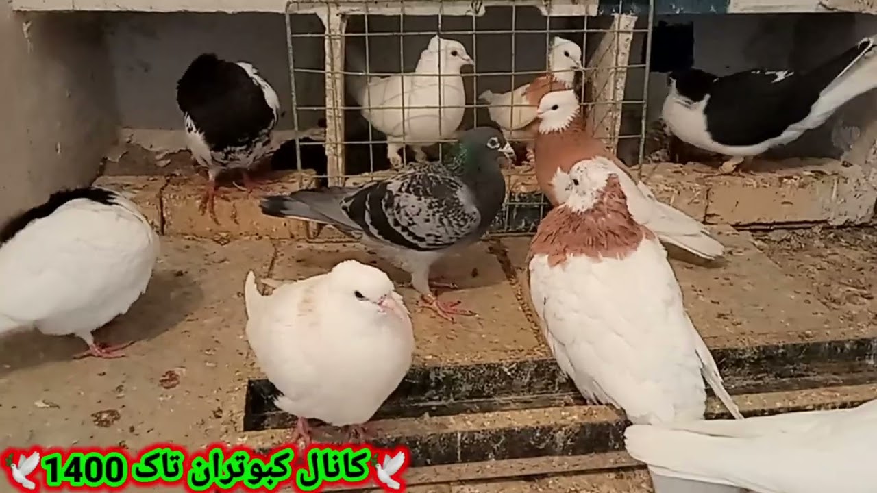 نحوه جفت زدن کبوتر . طبقه بندی گنجه جوجه کشی.وکبوتر حمال.سوالات دوستان عزیز