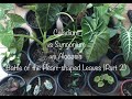 Caladium vs Syngonium vs Alocasia - Battle of the Heart-shaped leaves (Part 2)