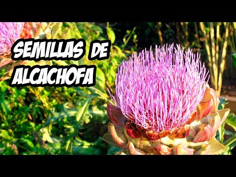 Video: Cosecha de plantas de semillas de alcachofa - Germinación de semillas de alcachofa