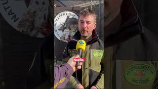 Donderdagochtend Is Op De N76 In Meeuwen Opnieuw Een Wolf Doodgereden. Dat Gebeurde Op Bijna Exact