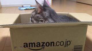Amazonからの送り物になった猫 ノルウェージャンフォレストキャット Gift from Amazon. Norwegian Forest Cat.
