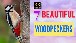 SURPRISINGLY 7 Rare But Beautiful Woodpeckers
