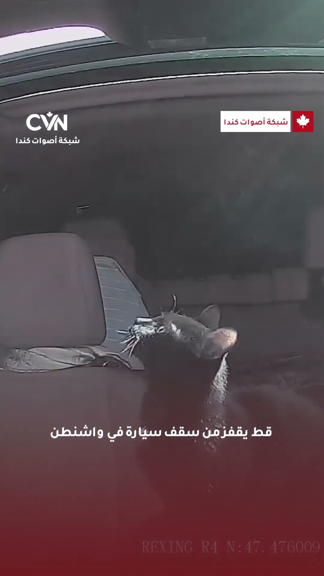 قط يقفز من سيارة أثناء سيرها على طريق سريع في واشنطن