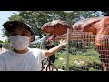 Entering Singapore's Wildest Zone | Jurassic Mile 🦖