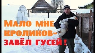 Мало мне кроликов - завёл гусей!