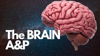 Anatomy and Physiology: The brain by Southwest Science 50 views 2 years ago 13 minutes, 8 seconds