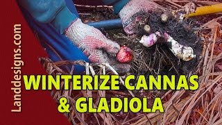 HOW TO WINTERIZE CANNA AND GLAD BULBS