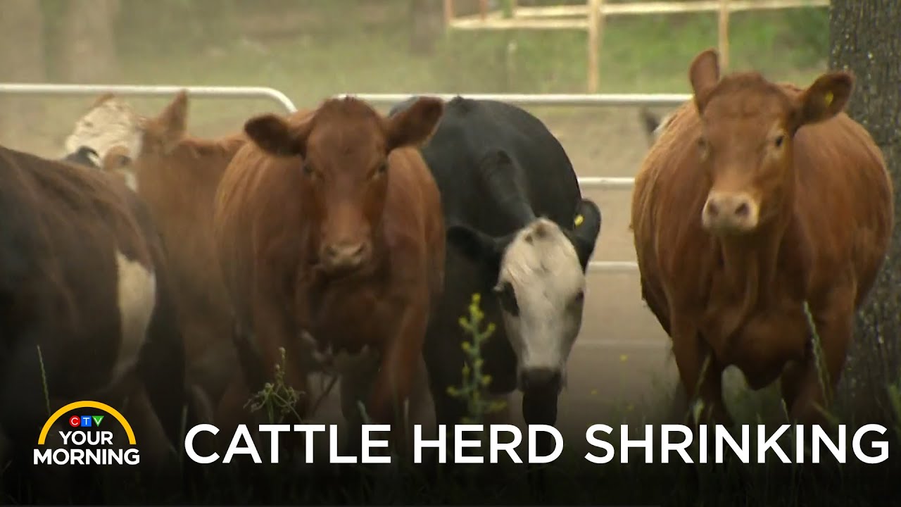 Canada’s Cattle Herd Shrinking | Your Morning