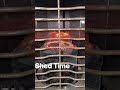 Winter in the shed