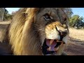 2020 Year In Review | The Lion Whisperer