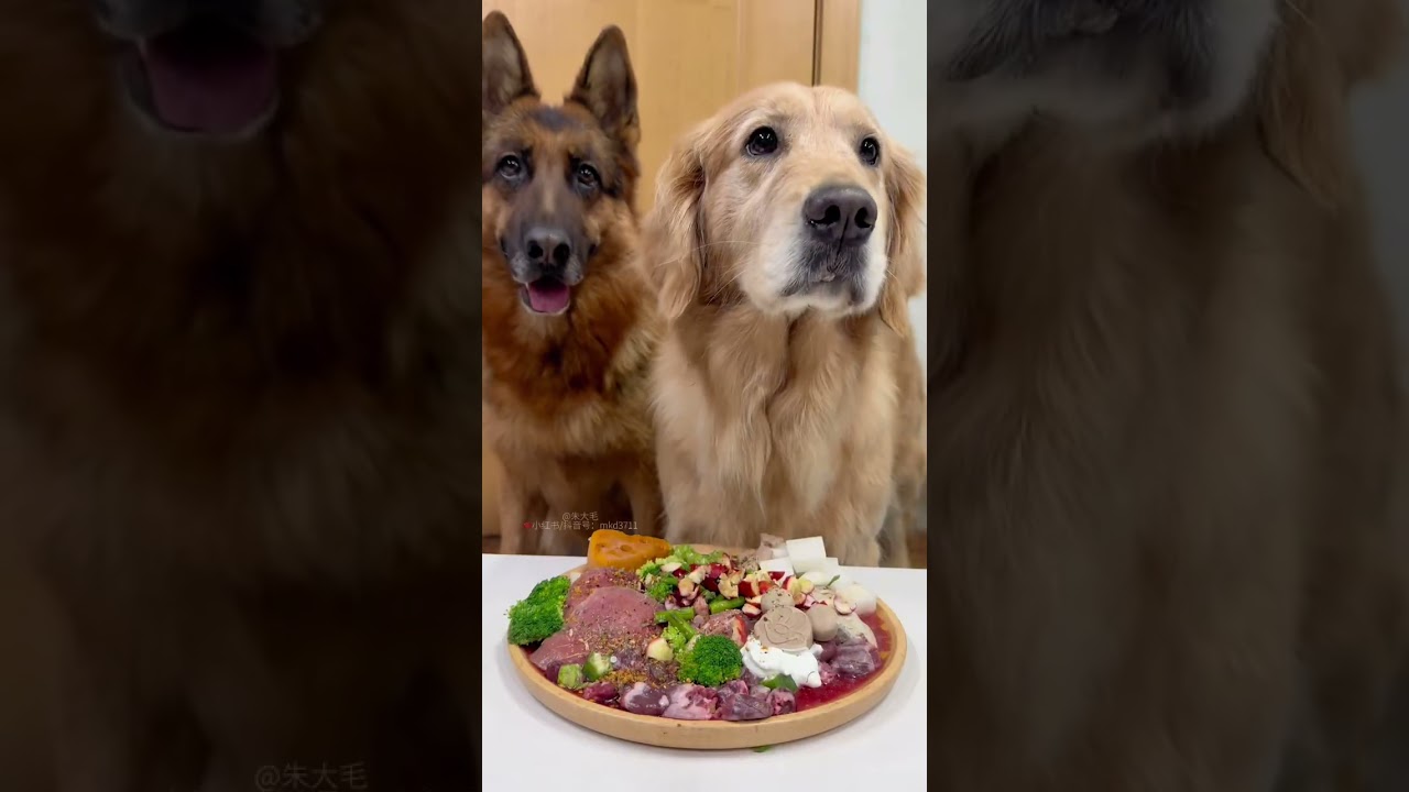 生骨肉配餐163｜整整齐齐小狗饭🍱 #狗狗配餐 #狗狗吃饭 #干饭狗的日常 #生骨肉 #电子榨菜