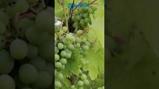 Download Lagu ANGGUR SHINE MUSCAT BERACUN DARI CHINA BEREDAR BEBAS, BPOM THAILAND MINTA TANGGUNG JAWAB MP3 Download Lagu ANGGUR SHINE MUSCAT BERACUN DARI CHINA BEREDAR BEBAS, BPOM THAILAND MINTA TANGGUNG JAWAB MP3