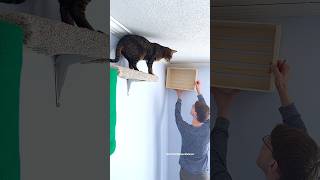DIY Indoor Cat Playground 🥰😍