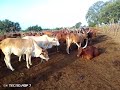 BOLANI LIMBU LUCHAGULA NG OMBE ZA BABA LUTELEMULA 2026 0773881428 