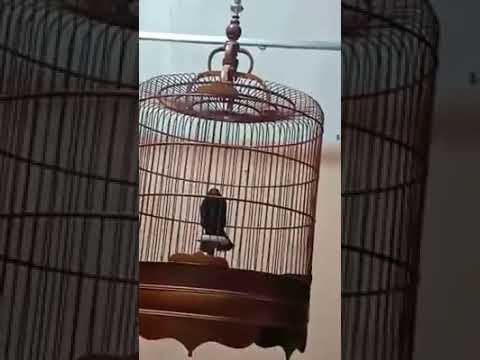 Burung black lark gacor buka ekor 