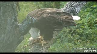 Decorah North Nest | DNF Enjoys Duck for Breakfast 08-05-23