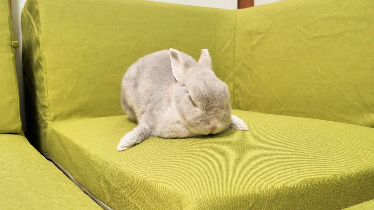 大好きだったあの頃のソファが帰ってきてうれしみが溢れるうさぎさん