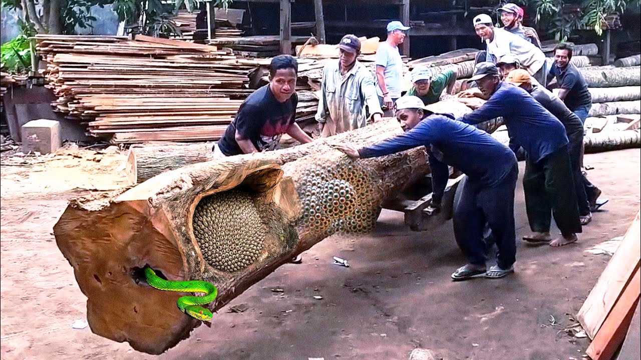 Momen mengejutkan saat memotong kayu jati  panjang 13 meter untuk sebuah balok cantik dan mewah