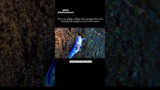 The _Alien_ Living in Our Ocean 🐌