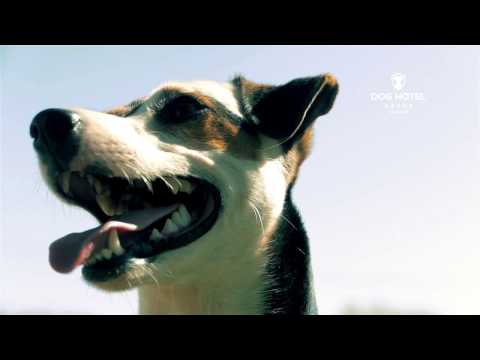 Hôtel pour chiens Algarve