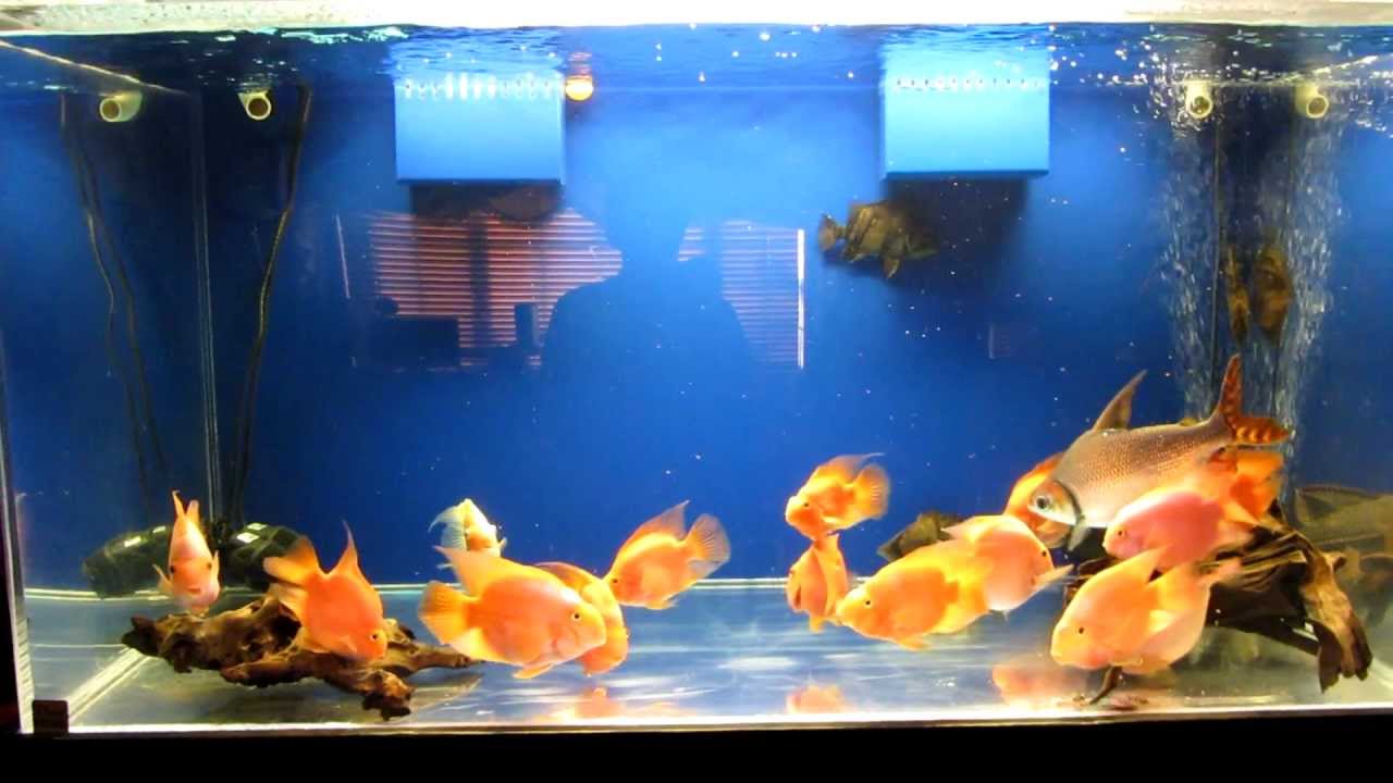 240 gallon acrylic fish