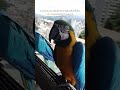 Las Guacamayas Caraqueñas no paran de comer short