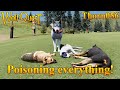 Poisoning everything  wolfquest anniversary edition