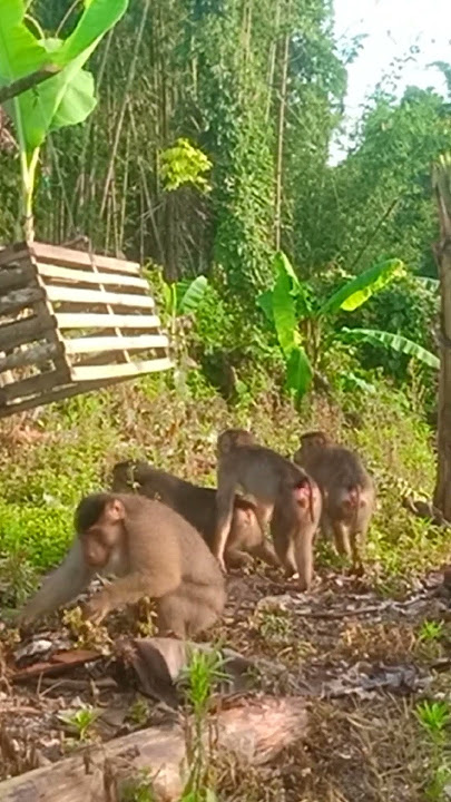 🔴Detik-detik beruk masuk jebakan#shorts