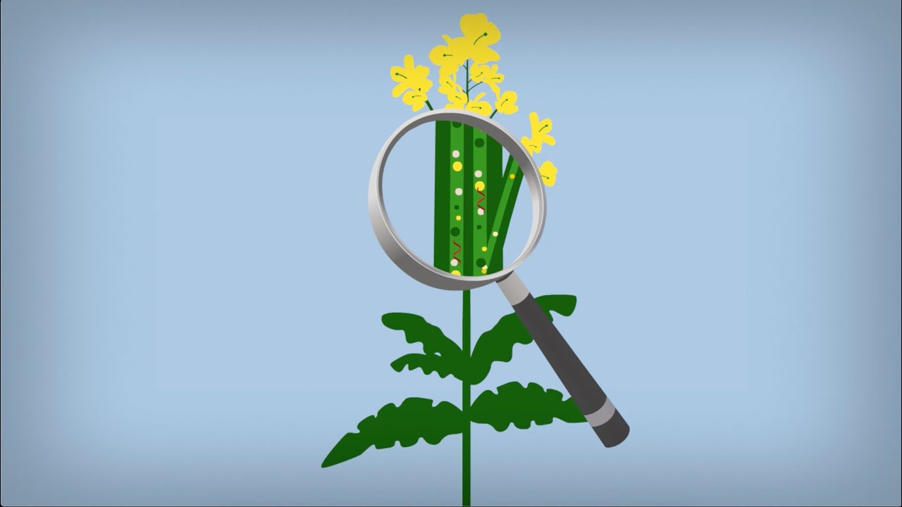 PLAMORF animation: RNA transport in plants