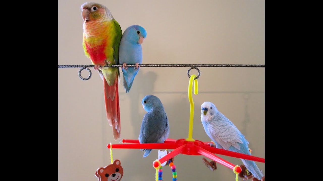 New playgym & budgie in-training - YouTube