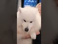 Cassy’s adorable floof snowball joined us in the office, we’re obsessed. 🐾  #officedog #office #bts