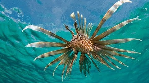 Island solutions: Eradicating invasive species for biodiversity restoration