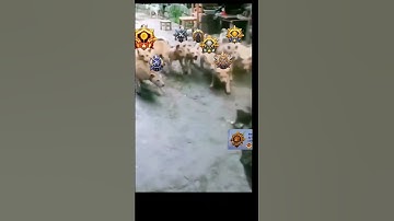 Noob Hacker 😠😤#dreamtrackai #bgmi #memes #pubg #hacker #trending #viral #gaming #shortsfeed #update