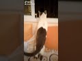 تجربة صوت شجار القطط على قطتي
