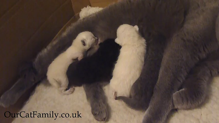Video 2251781: british shorthair cats feeding, british shorthair cat kitten, british shorthair cat family