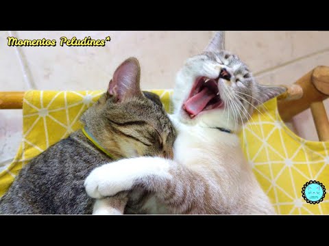 Tres Gatitos Hermanitos que se quieren... ❤️😺😺😺