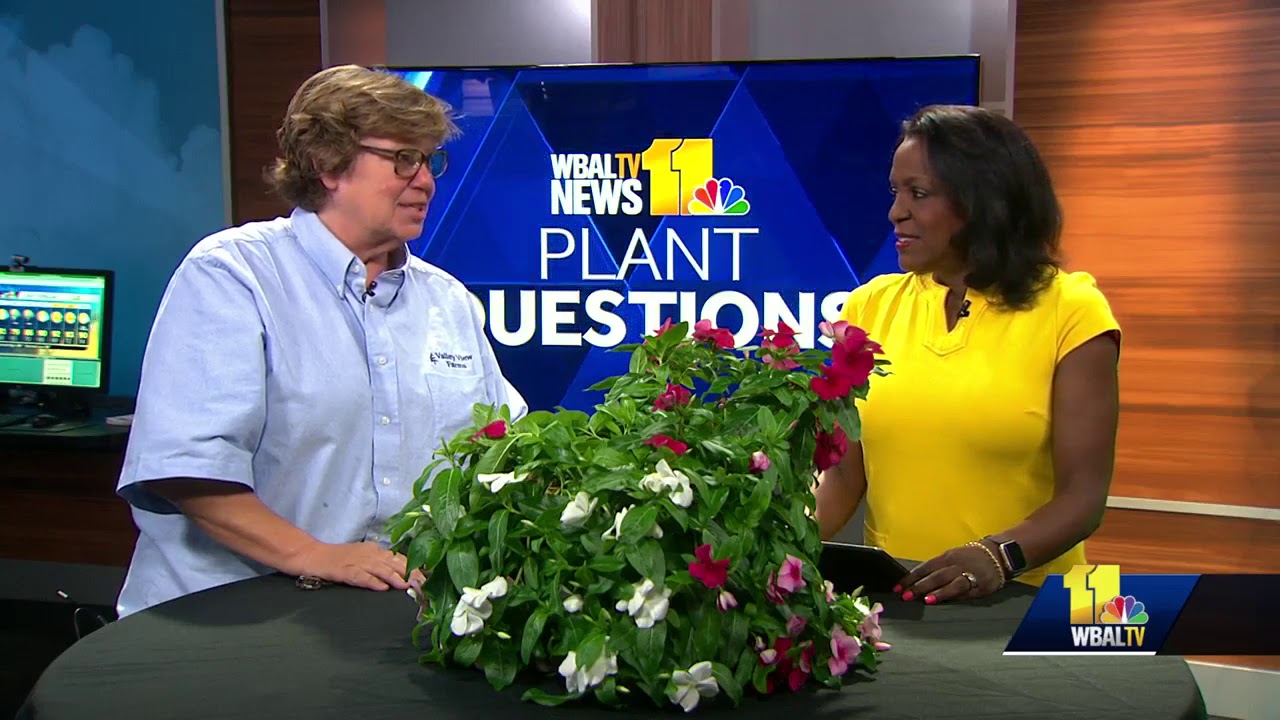 Plant Questions: How to get rid of gnats on plants - YouTube