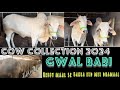 Bakraeid 2024 ka pehla chakallas huge cow collection gwalbaribiggestcow mamalog