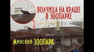 Волк залез на крышу. Рядом ребенок. Люди рискуют и спасают волка!