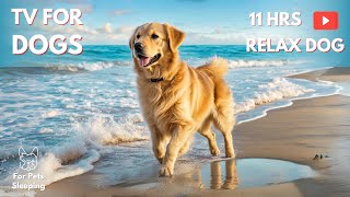 11 Hours Anti Anxiety Music for Dog: TV for Dogs & Videos for Dogs to Prevent Boredom With Dog Music