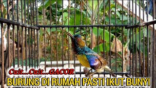 kolibri kelapa manapun pasti ikut nyaut dengar suara ini | pancing burung dirumah agar cepat gacor